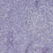 SRY-Box 11 antibody, AMAb90502, Atlas Antibodies, Immunohistochemistry frozen image 