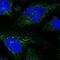 Glucuronic Acid Epimerase antibody, NBP2-31985, Novus Biologicals, Immunofluorescence image 