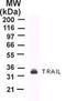 TNF Superfamily Member 10 antibody, TA336381, Origene, Western Blot image 