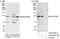 Zinc Finger And SCAN Domain Containing 29 antibody, A303-285A, Bethyl Labs, Immunoprecipitation image 