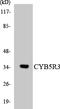 DIA1 antibody, LS-C291843, Lifespan Biosciences, Western Blot image 