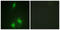 Hdm2 antibody, LS-C199239, Lifespan Biosciences, Immunofluorescence image 