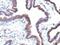 F-Box Protein 5 antibody, NBP2-48221, Novus Biologicals, Immunohistochemistry paraffin image 
