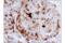 V-Set Domain Containing T Cell Activation Inhibitor 1 antibody, 14572S, Cell Signaling Technology, Immunohistochemistry frozen image 