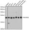 NADH:Ubiquinone Oxidoreductase Subunit B10 antibody, 19-237, ProSci, Western Blot image 