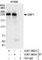 Golgi Brefeldin A Resistant Guanine Nucleotide Exchange Factor 1 antibody, A301-962A, Bethyl Labs, Immunoprecipitation image 