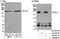 STE20 Like Kinase antibody, A300-499A, Bethyl Labs, Immunoprecipitation image 