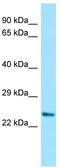 Divergent-Paired Related Homeobox antibody, TA334142, Origene, Western Blot image 