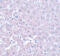 Calcium Homeostasis Modulator 1 antibody, 5593, ProSci, Immunohistochemistry frozen image 