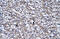 Ubiquitin Like With PHD And Ring Finger Domains 2 antibody, ARP34772_P050, Aviva Systems Biology, Immunohistochemistry paraffin image 