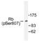 RB Transcriptional Corepressor 1 antibody, AP01677PU-N, Origene, Western Blot image 