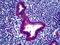 Chloride Voltage-Gated Channel 2 antibody, LS-B5141, Lifespan Biosciences, Immunohistochemistry frozen image 