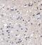 Small EDRK-Rich Factor 1B antibody, PA5-72971, Invitrogen Antibodies, Immunohistochemistry paraffin image 