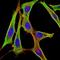 Ubiquitin Protein Ligase E3B antibody, orb319051, Biorbyt, Immunofluorescence image 
