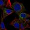 Alpha 2-HS Glycoprotein antibody, HPA001525, Atlas Antibodies, Immunofluorescence image 