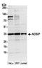 Nitric Oxide Synthase Interacting Protein antibody, A305-086A, Bethyl Labs, Western Blot image 
