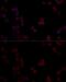 Protein Phosphatase 5 Catalytic Subunit antibody, GTX65877, GeneTex, Immunofluorescence image 