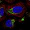 Paired Immunoglobin Like Type 2 Receptor Beta antibody, NBP1-84701, Novus Biologicals, Immunocytochemistry image 