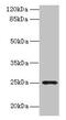 Fibroblast Growth Factor Binding Protein 2 antibody, CSB-PA887162LA01HU, Cusabio, Western Blot image 