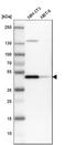 Isocitrate dehydrogenase [NADP], mitochondrial antibody, HPA007831, Atlas Antibodies, Western Blot image 