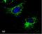 Ubiquinol-Cytochrome C Reductase Core Protein 1 antibody, NBP2-43597, Novus Biologicals, Immunofluorescence image 