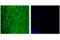 Microtubule Associated Protein Tau antibody, 91600S, Cell Signaling Technology, Immunofluorescence image 