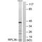 Ribosomal Protein L36 antibody, A08922, Boster Biological Technology, Western Blot image 