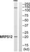 Mitochondrial Ribosomal Protein S12 antibody, TA314474, Origene, Western Blot image 