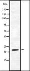 Adenylate Cyclase 7 antibody, orb337713, Biorbyt, Western Blot image 