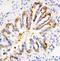 Calpain 1 antibody, PA5-78911, Invitrogen Antibodies, Immunohistochemistry paraffin image 