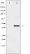 FIP-3 antibody, TA325560, Origene, Western Blot image 