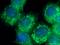 G Protein Signaling Modulator 2 antibody, 26798-1-AP, Proteintech Group, Immunofluorescence image 