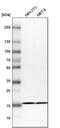 Ribosomal Protein S25 antibody, PA5-56865, Invitrogen Antibodies, Western Blot image 