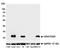 CD247 Molecule antibody, A700-017, Bethyl Labs, Western Blot image 