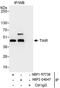 TIA1 Cytotoxic Granule Associated RNA Binding Protein Like 1 antibody, NBP2-04047, Novus Biologicals, Immunoprecipitation image 