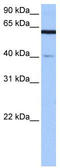 Amyloid protein-binding protein 2 antibody, TA340106, Origene, Western Blot image 