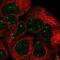 Small Nuclear RNA Activating Complex Polypeptide 2 antibody, NBP2-55746, Novus Biologicals, Immunofluorescence image 
