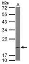 Eukaryotic translation elongation factor 1 epsilon-1 antibody, GTX105658, GeneTex, Western Blot image 