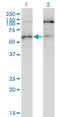STK38L antibody, LS-C134041, Lifespan Biosciences, Western Blot image 