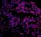 Histone-lysine N-methyltransferase SETD1A antibody, A700-024, Bethyl Labs, Immunofluorescence image 