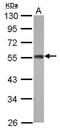 Zinc Finger CCCH-Type Containing 10 antibody, GTX121156, GeneTex, Western Blot image 