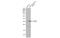 Snail Family Transcriptional Repressor 2 antibody, GTX121924, GeneTex, Western Blot image 