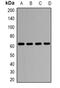 Potassium Voltage-Gated Channel Modifier Subfamily S Member 3 antibody, abx225258, Abbexa, Western Blot image 