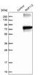 Ring Finger Protein 112 antibody, PA5-53402, Invitrogen Antibodies, Western Blot image 