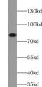 MutL Homolog 1 antibody, FNab05213, FineTest, Western Blot image 