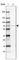 Carnitine O-palmitoyltransferase 2, mitochondrial antibody, HPA028202, Atlas Antibodies, Western Blot image 
