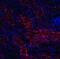 DNA Damage Inducible Transcript 4 antibody, NBP1-77321, Novus Biologicals, Immunofluorescence image 