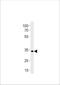 Paired box protein Pax-2a antibody, LS-C204021, Lifespan Biosciences, Western Blot image 