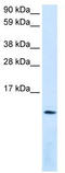 SDF1 antibody, TA330383, Origene, Western Blot image 