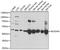Branched Chain Keto Acid Dehydrogenase E1 Subunit Alpha antibody, GTX64537, GeneTex, Western Blot image 
